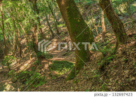 もみじ谷の山林風景　京都府宇治市 132697423