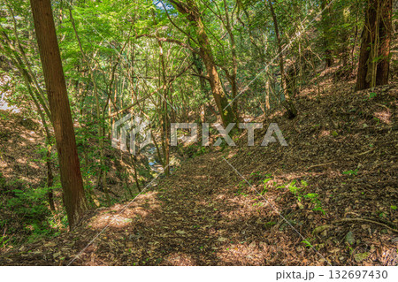 もみじ谷の山林風景 京都府宇治市 もみじ谷の山林風景 京都府宇治市 132697430