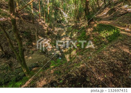 もみじ谷の山林風景　京都府宇治市 132697431