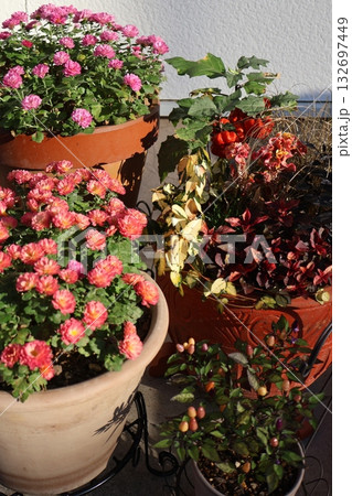 秋の花寄せ植え＆マムの寄せ鉢 132697449