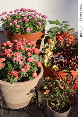 秋の花の寄せ植え＆マムの寄せ鉢 132697453