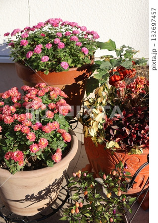 秋の花の寄せ植え＆マムの寄せ鉢 132697457