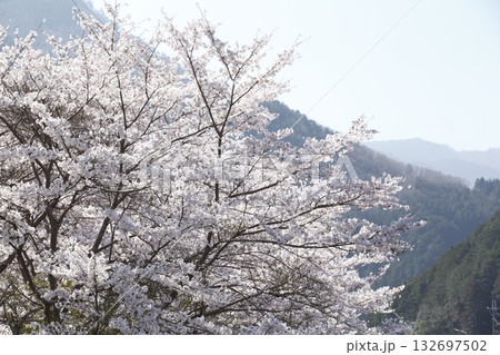 大原の桜 132697502