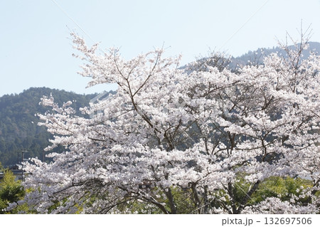 大原の桜 132697506