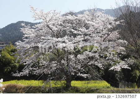 花尻の高野川沿いの桜 132697507