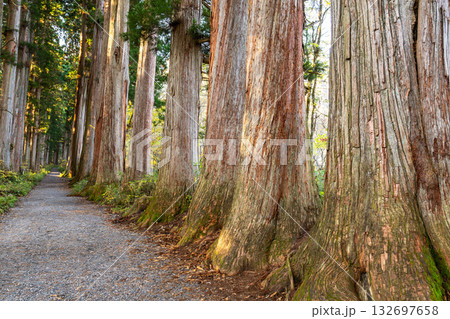 《長野県》戸隠・参道の杉並木 132697658