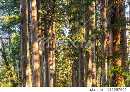 《長野県》戸隠・参道の杉並木 《長野県》戸隠・参道の杉並木 132697665