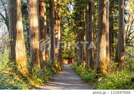 《長野県》戸隠・参道の杉並木 132697666