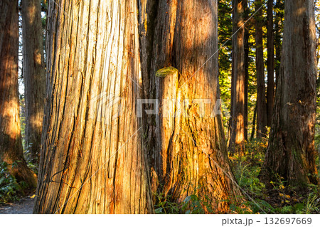 《長野県》戸隠・参道の杉並木 132697669