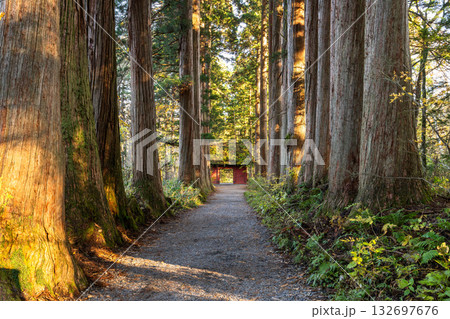 《長野県》戸隠・参道の杉並木 132697676
