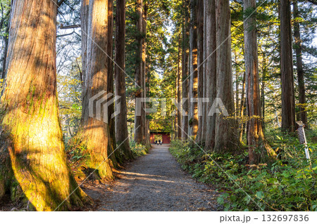 《長野県》戸隠・参道の杉並木 132697836