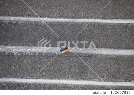 Kingfisher 川べりの石段で冬の陽射しを浴びて暖まるカワセミ(オス) - 超望遠ズーム撮り 132697933