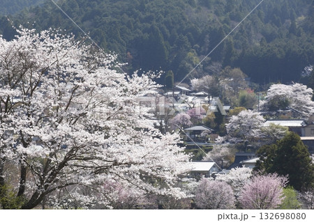 大原の桜 大原の桜 132698080