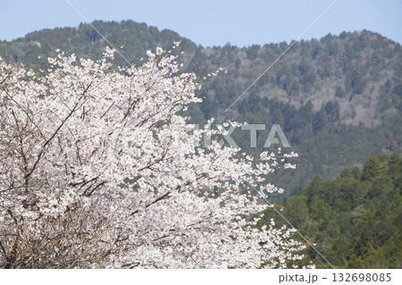 大原の桜 132698085