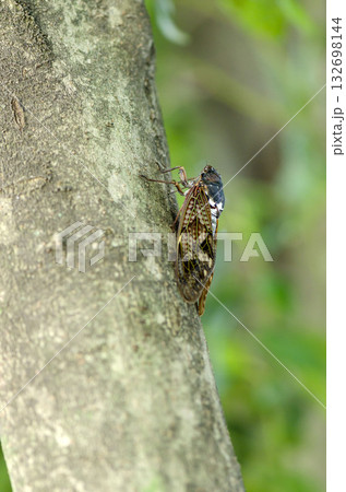 アブラゼミ 132698144