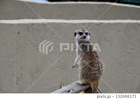 ミーアキャット 132698171