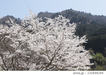 大原の桜 132698294