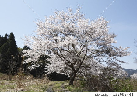 大原の桜 大原の桜 132698441