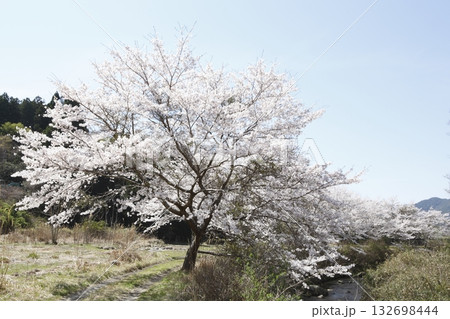 大原の桜 大原の桜 132698444