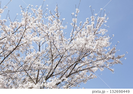 大原の桜 大原の桜 132698449