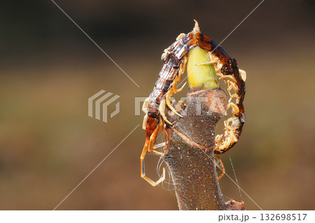 モズのはやにえ（ムカデ） 132698517