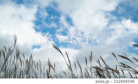 秋の空にススキと広がる雲 秋の空にススキと広がる雲 132698546