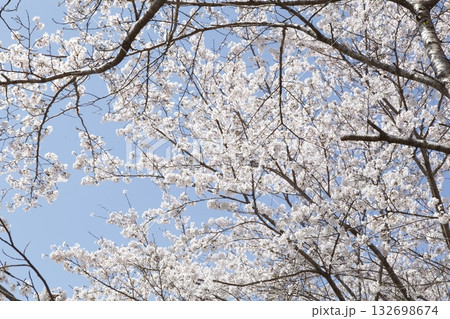 大原の桜 132698674