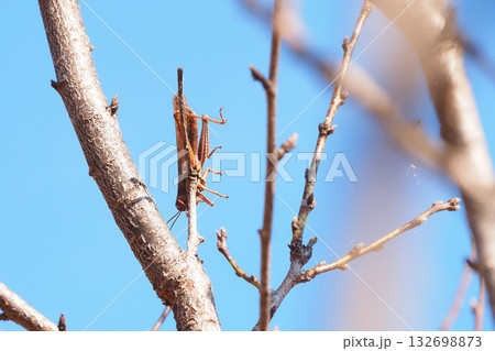 モズのはやにえ（バッタ） 132698873