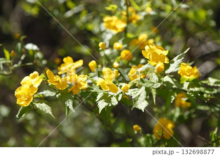 大原のヤマブキ 大原のヤマブキ 132698877