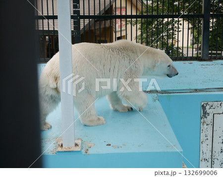 可愛いシロクマ 132699006