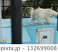 動物園の白熊 132699008