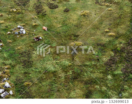 Sika deer hinds resting in County Donegal, Ireland Sika deer hinds resting in County Donegal, Ireland 132699013