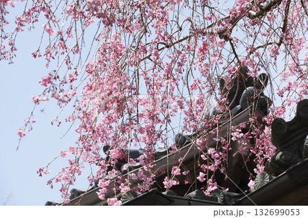 寂光院参道の枝垂れ桜 寂光院参道の枝垂れ桜 132699053