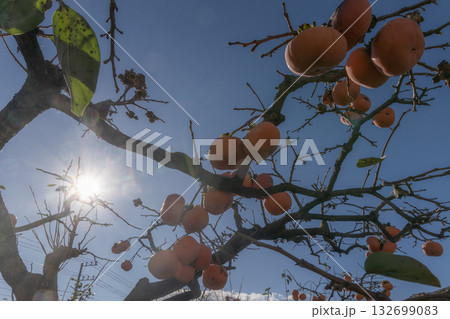 太陽に照らされた柿 132699083