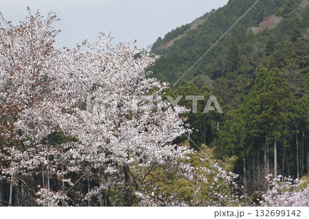 大原の桜 132699142