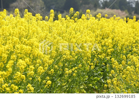 大原の菜の花畑 132699185