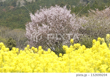 大原の桜 大原の桜 132699204