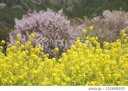 大原の桜 大原の桜 132699205