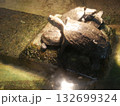群がる亀 132699324