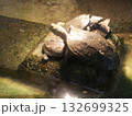 集合している亀 132699325