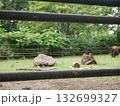 動物園の展示 132699327