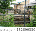 動物園のシマウマ 132699330