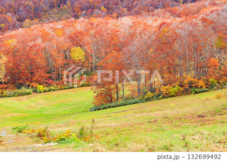 紅葉見頃な山形蔵王高原 132699492