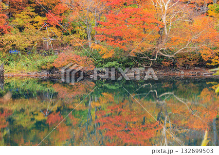 紅葉見頃な山形蔵王高原 132699503