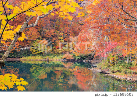紅葉見頃な山形蔵王高原 132699505