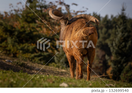 The east Caucasian tur (Capra cylindricornis) is a mountain dwelling goat 132699540