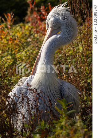 The Dalmatian pelican (Pelecanus crispus) portrait. 132699547