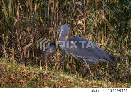 The grey heron (Ardea cinerea) fishing. 132699551