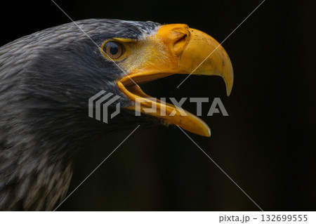 Steller's sea eagle. Haliaeetus pelagicus Steller's sea eagle. Haliaeetus pelagicus 132699555
