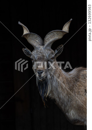 Bukharan markhor. Capra falconeri heptneri 132699563